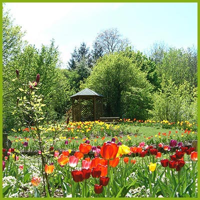 Die Tulpenblüte - ein Fest für die Augen