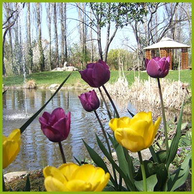 Blütenpracht im Feriengarten